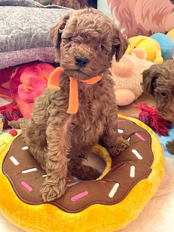 a dog sitting on the Zippy Paws Donutz Plush Toy