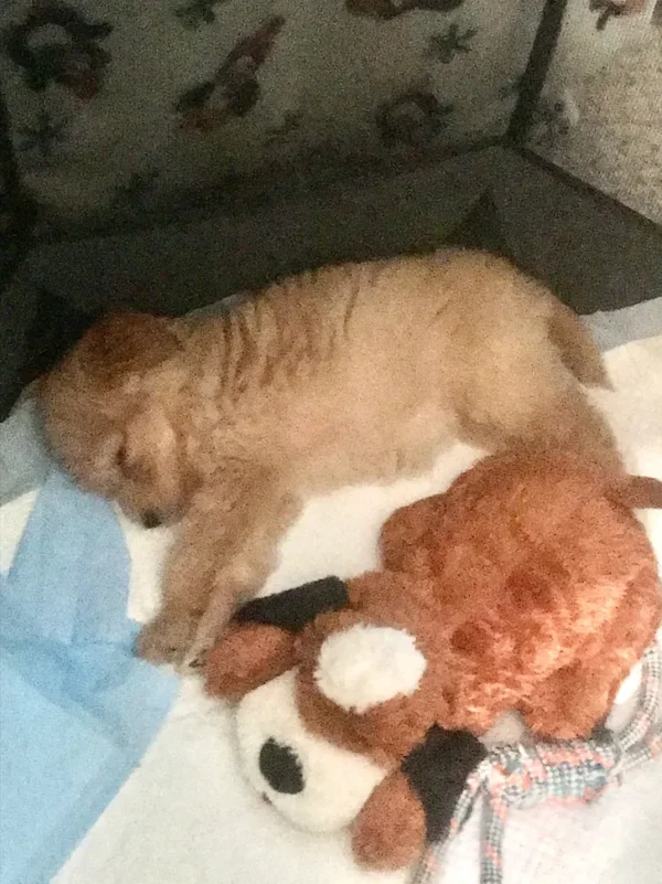 a cute puppy sleeping with a dog toy