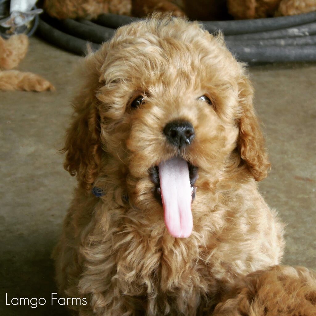 closeup shot of a puppy showing his tongue