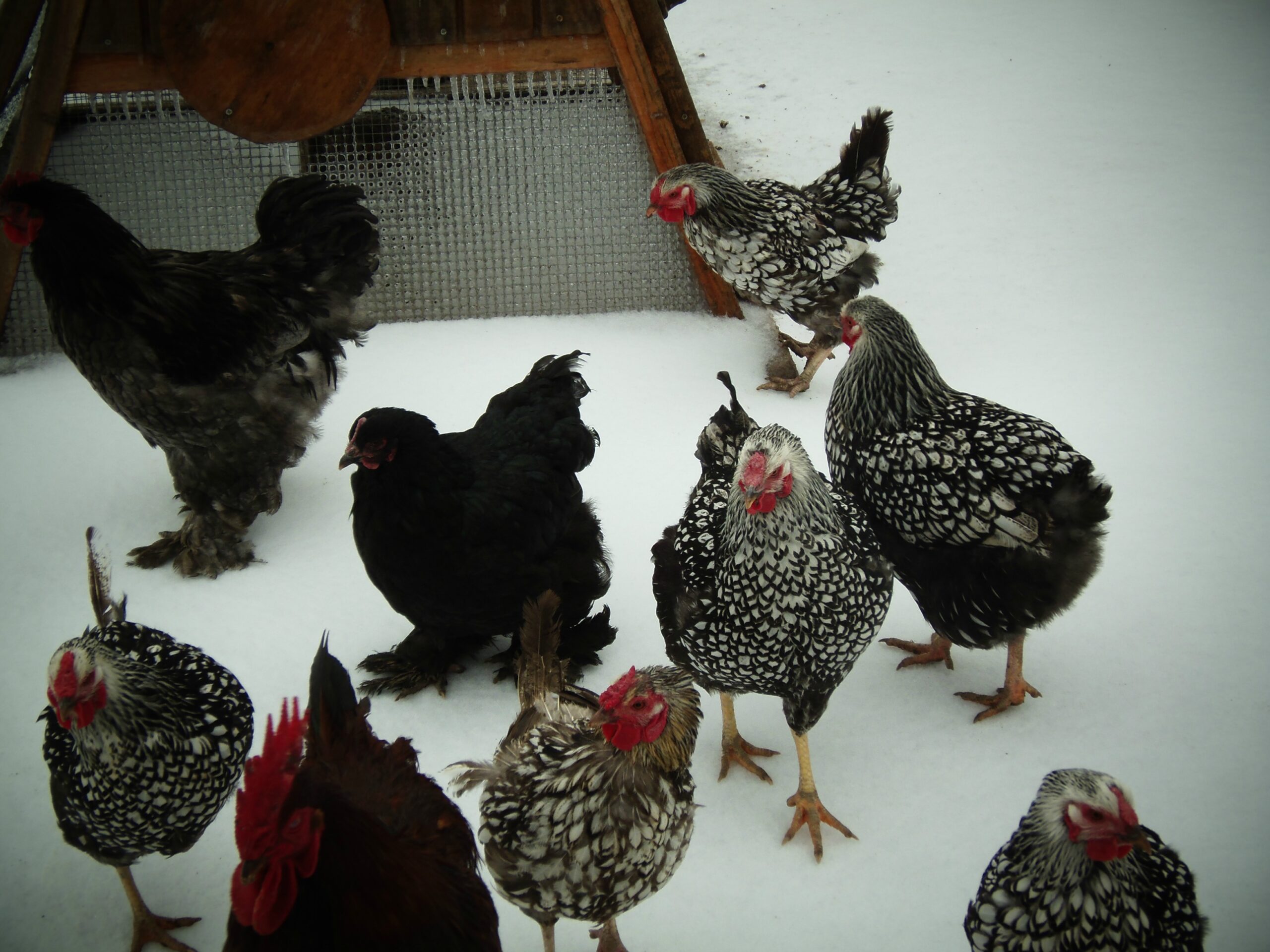 Nine Cochin chickens on the white floor