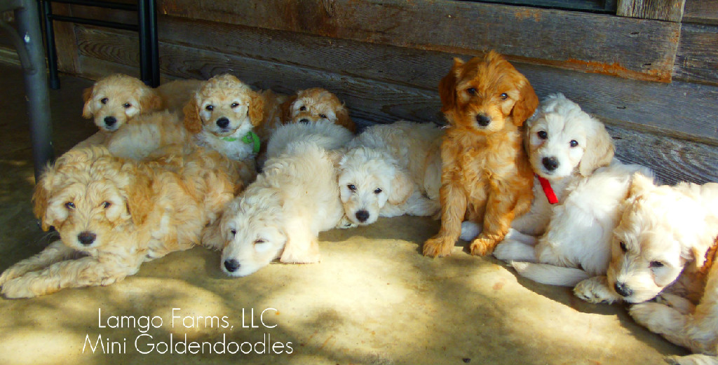 Mini Goldendoodles banner with cute puppies