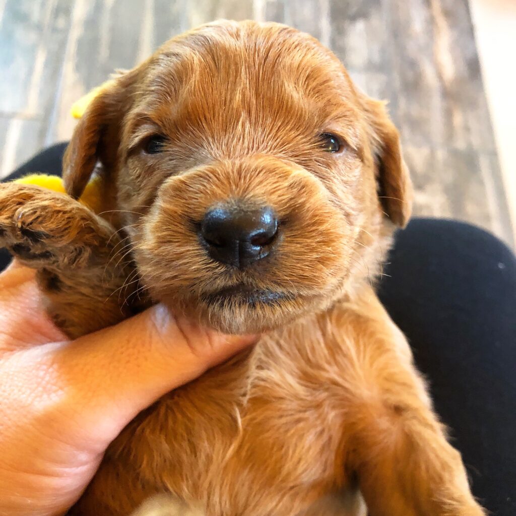 closeup shot of a brown color cute puppy