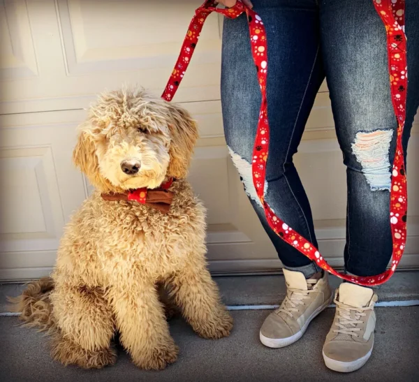 a dog with red color Matching Leash or Collar Set