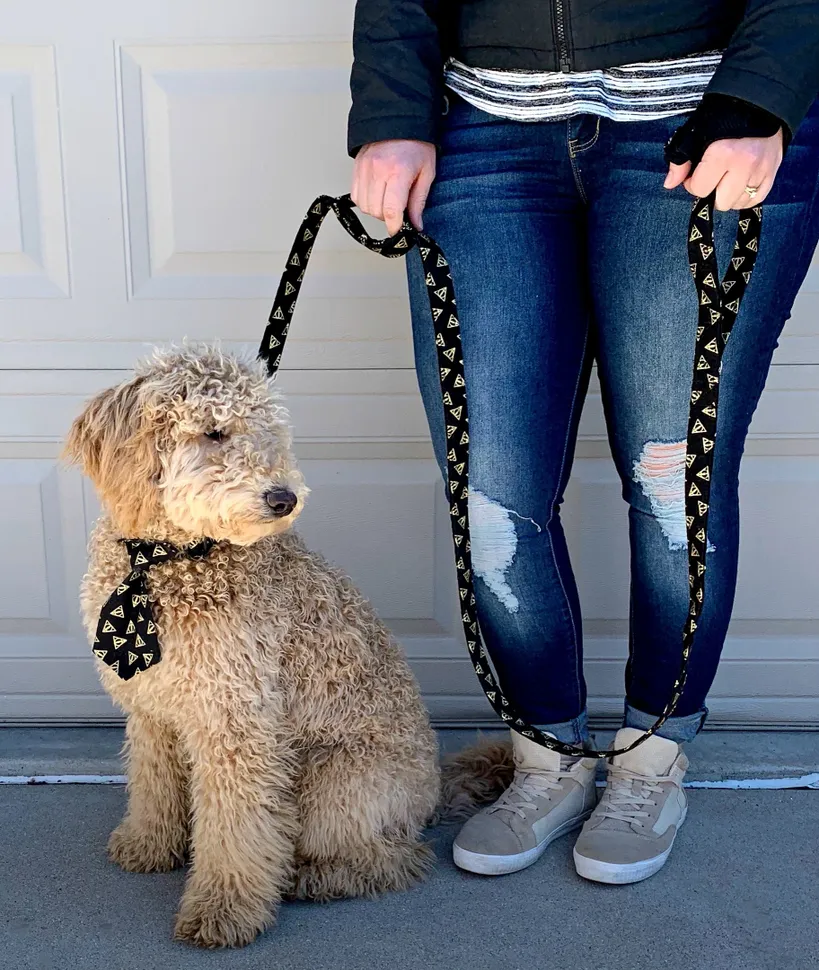 A Dog with Matching Leash or Collar Set