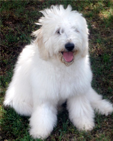 closeup shot of a white Pyredoodle dog