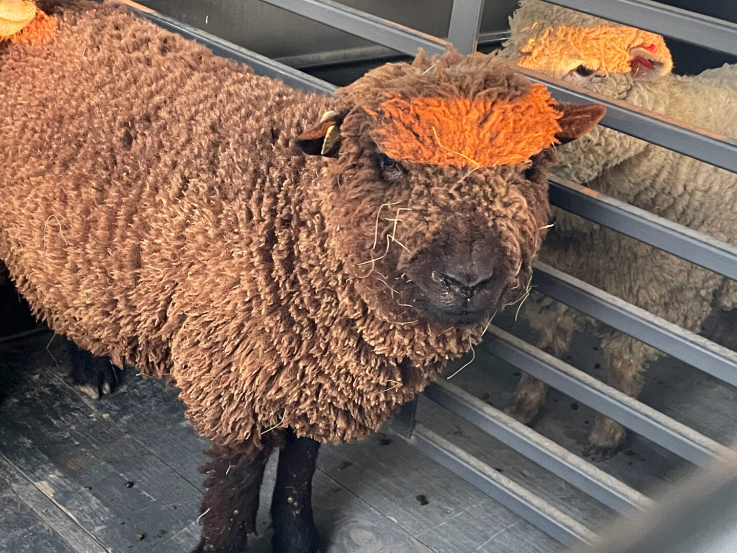 closeup shot of a Ryeland Sheep