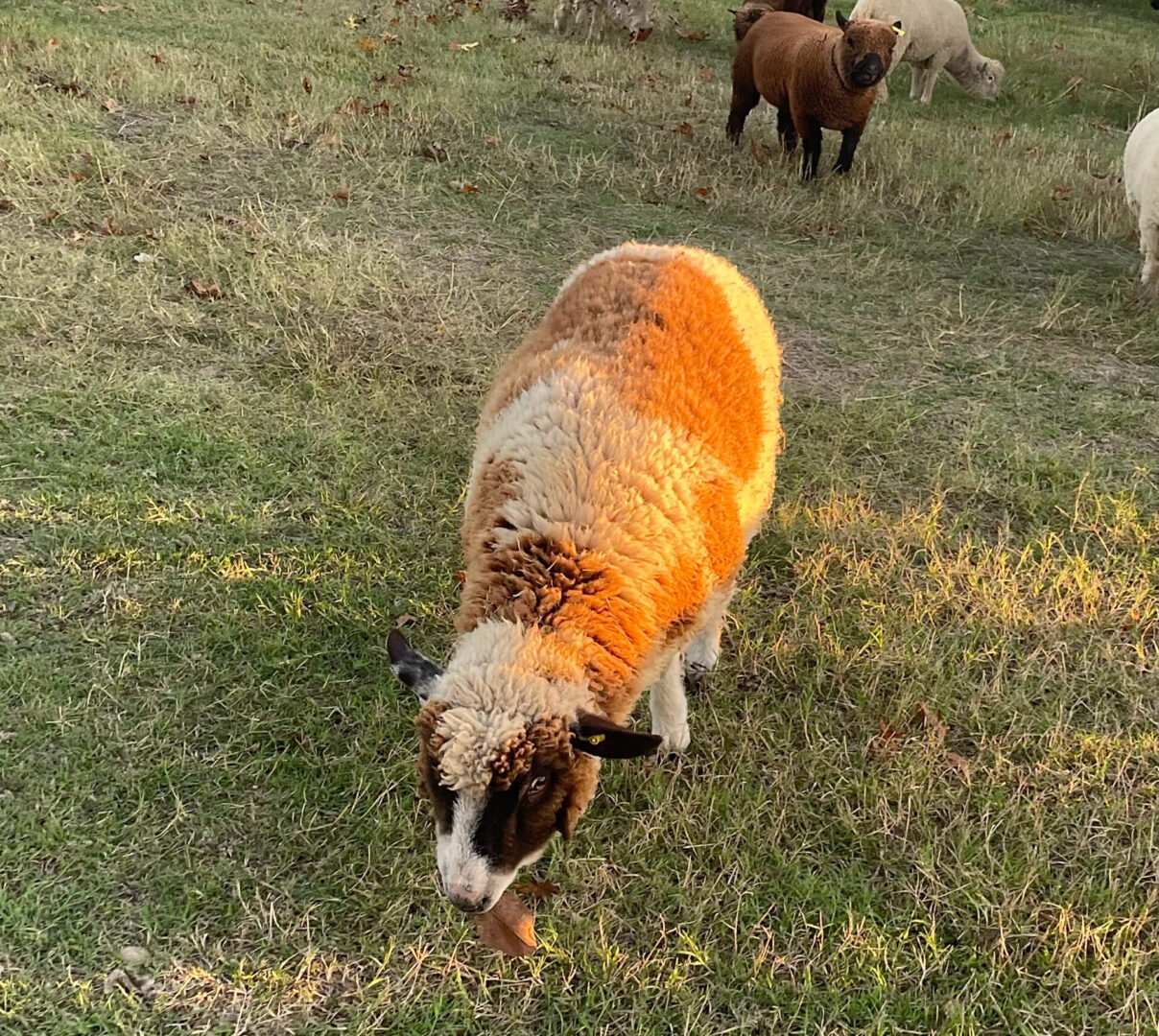 closeup shot of Romeldale sheep on the ground