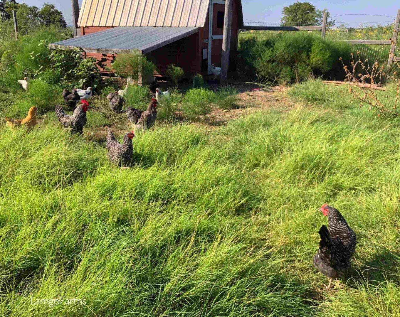 multiple chickens walking on a grass