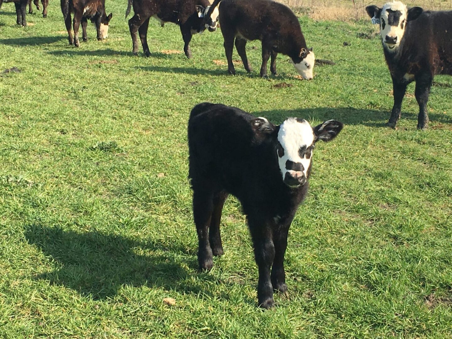 Closeup shot of a Black Baldy calf