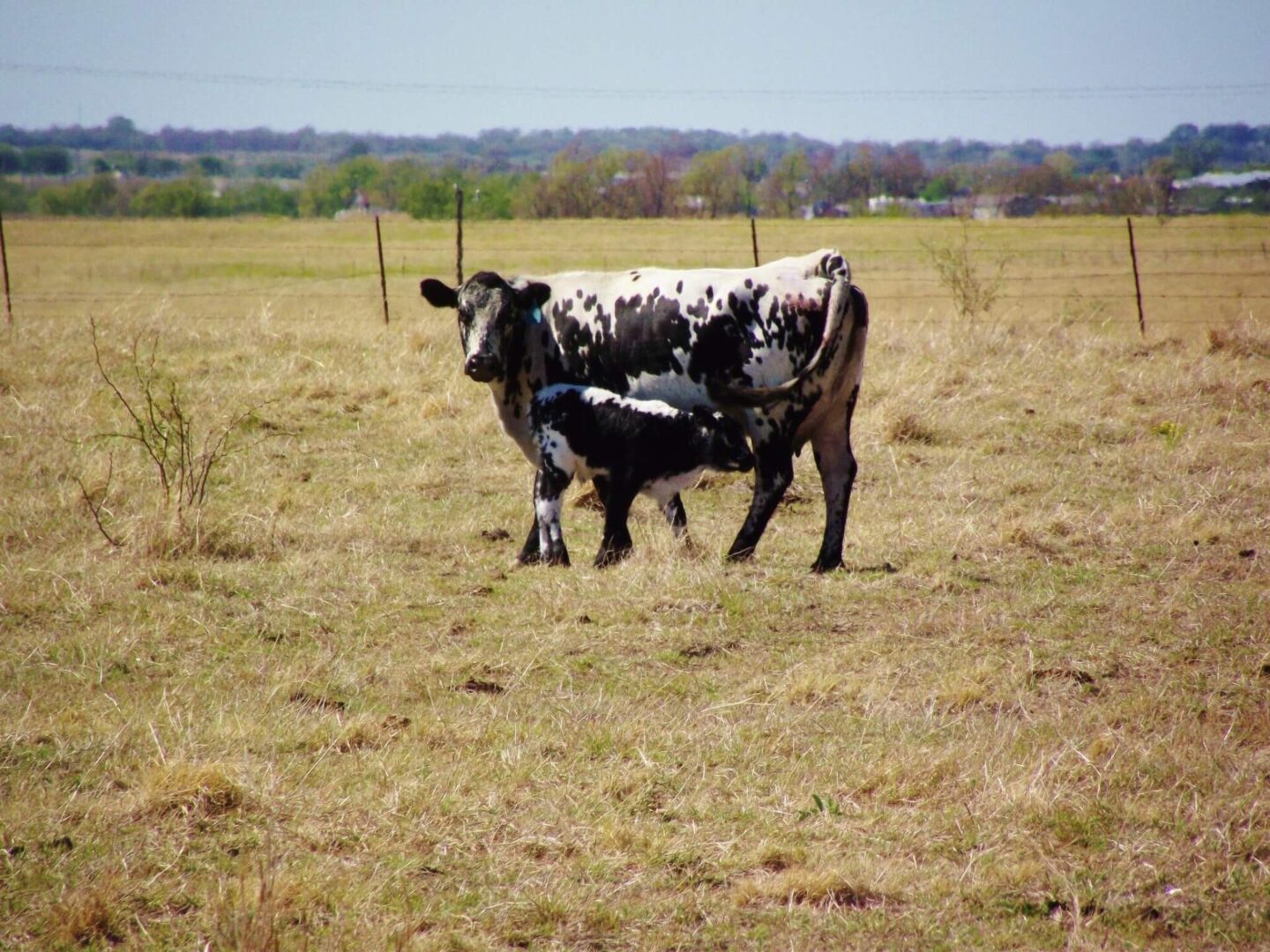 a cow feeding the calf on a ground