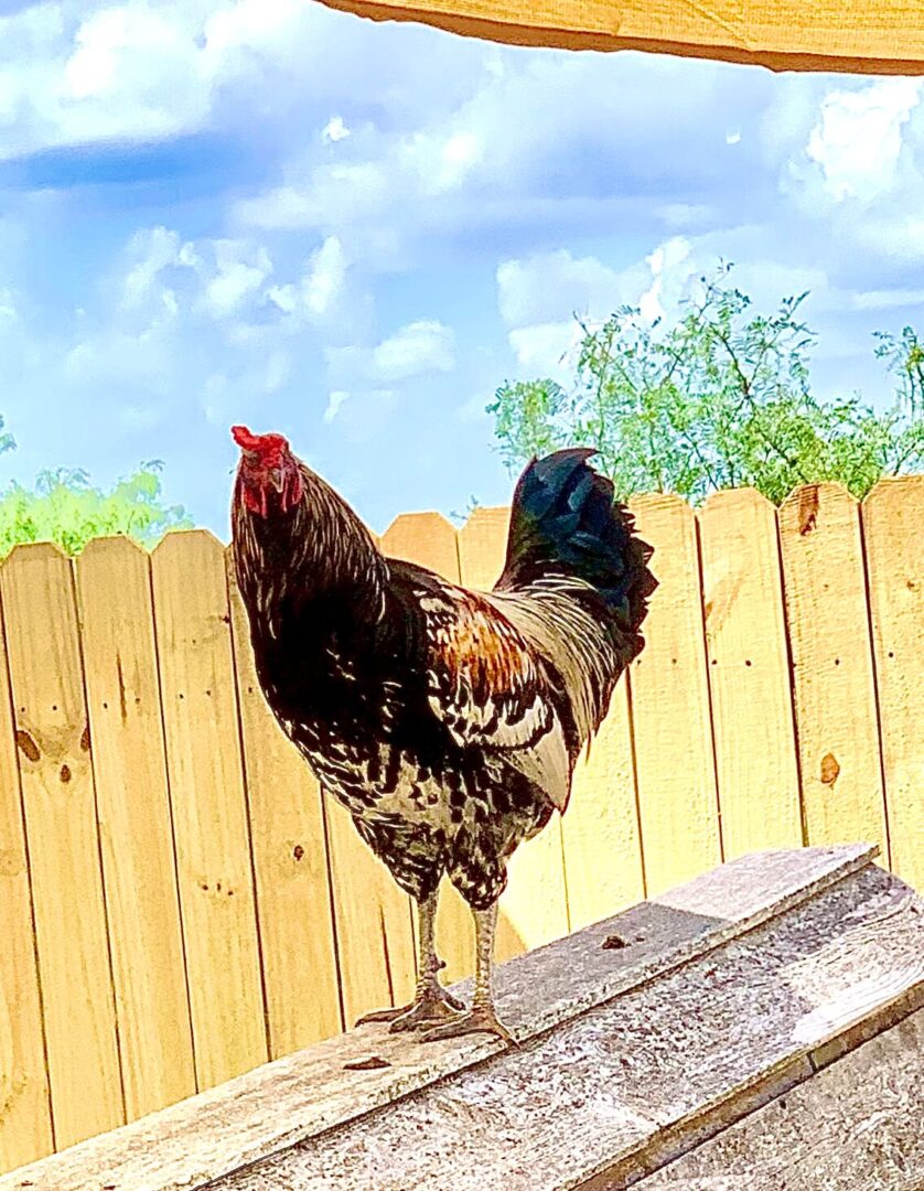 closeup shot of a Rooster standing on a wooden structure