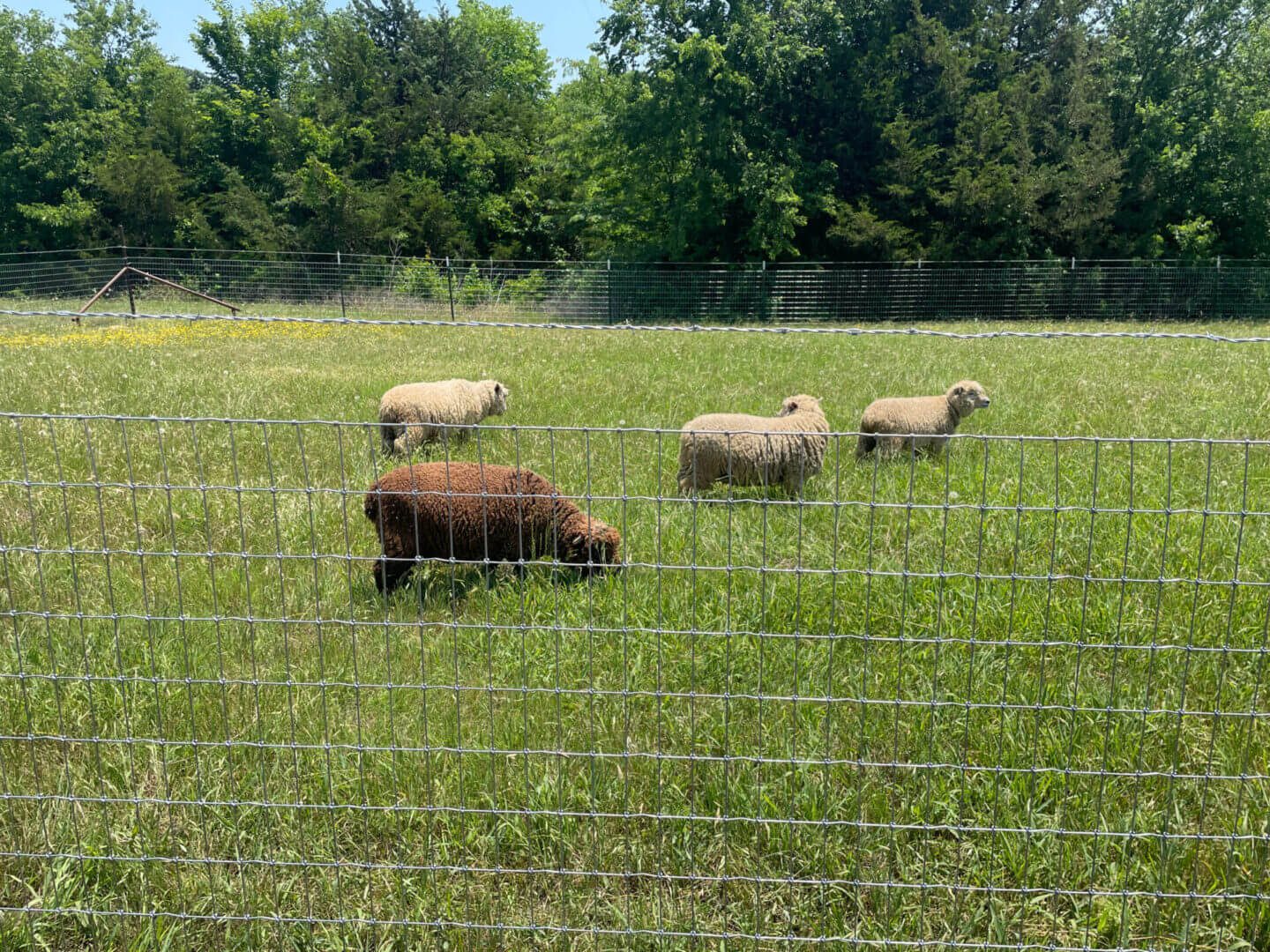 Four sheep in the grass