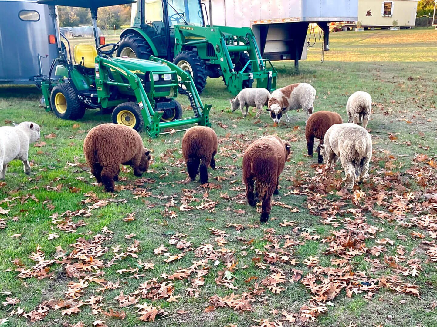 Multiple sheep in front of land movers