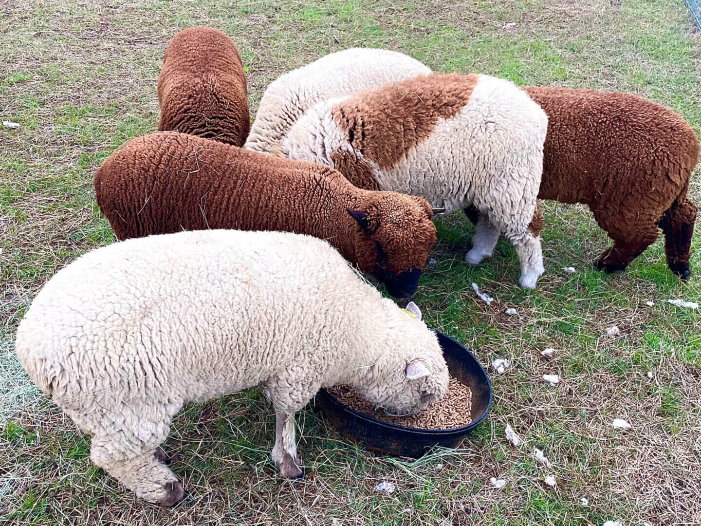 Multiple sheep eating