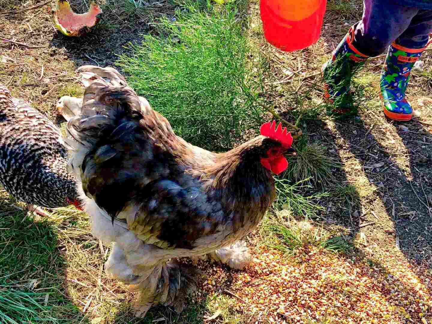 A cochin chicken