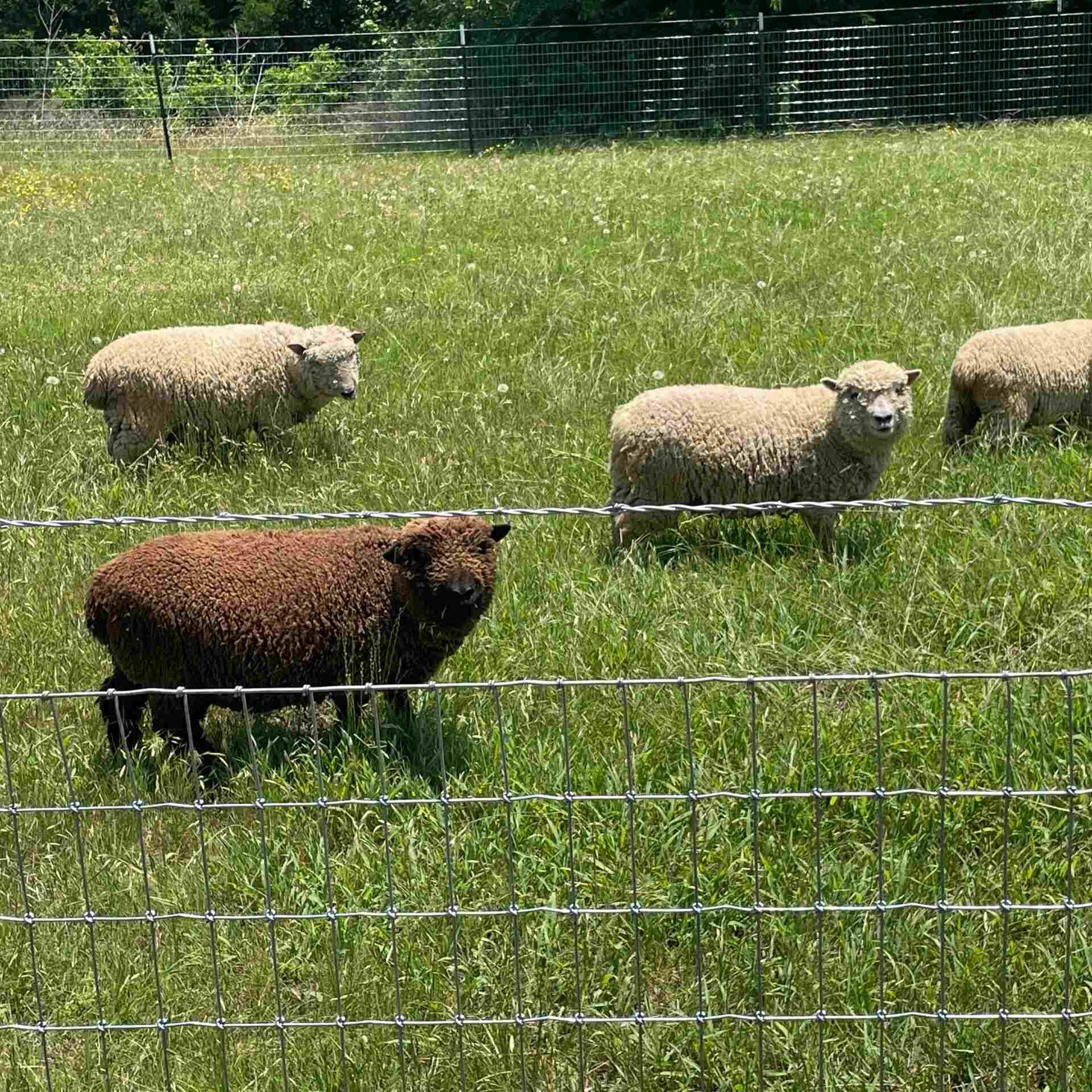 Sheep2-scaled-square