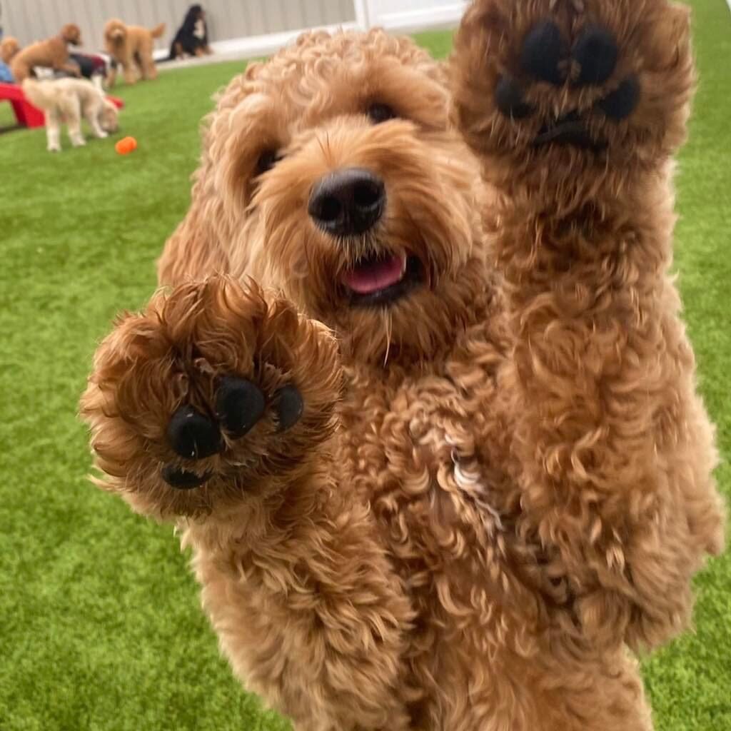 F2b 2024 goldendoodle breeders